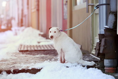 Dog on snow during winter