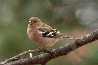 Close-up of bird perching on tree