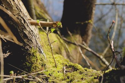Close-up of plant growing on tree