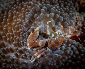 Close-up of fish swimming in sea