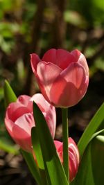 Close-up of pink tulip