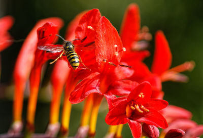 Close-up of bee pollinating on red flower