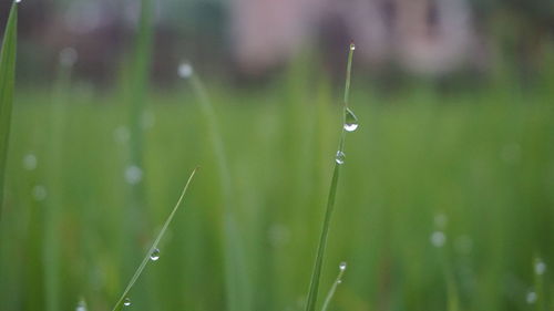 Close-up of water drops on grass