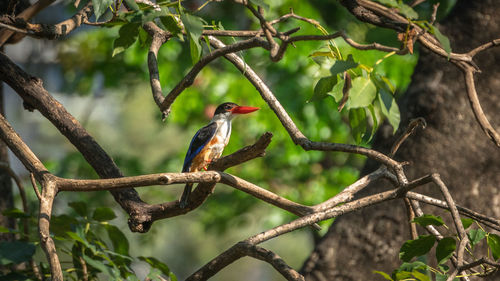 Bird perching on branch