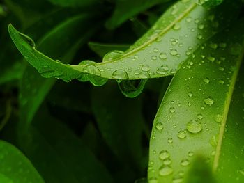 Close-up of raindrops on leaves