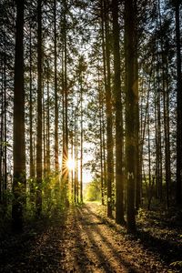 View of pine trees in forest