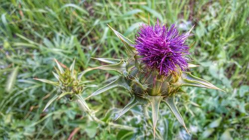 Close-up of purple flowers