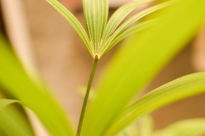 Close-up of yellow flower