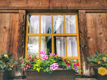 Potted plants by window of house