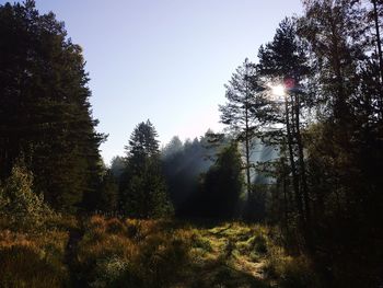 Trees in forest against sky