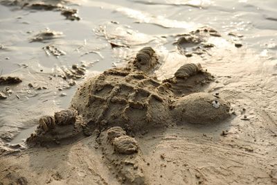 High angle view of crab on beach