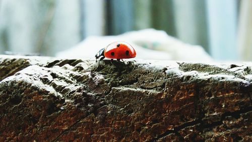 Close-up of ladybug on leaf