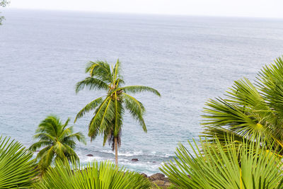 Palm tree by sea against sky