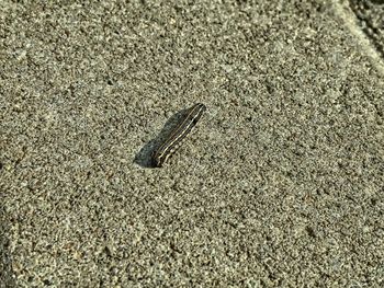 High angle view of insect on sand