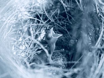 Close-up of deer