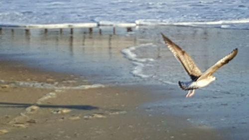 Seagull flying over water