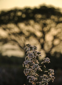 Close-up of cherry blossom plant