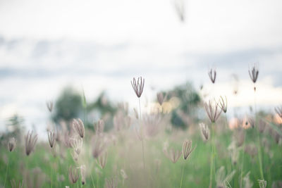 Close-up of wheat field against sky