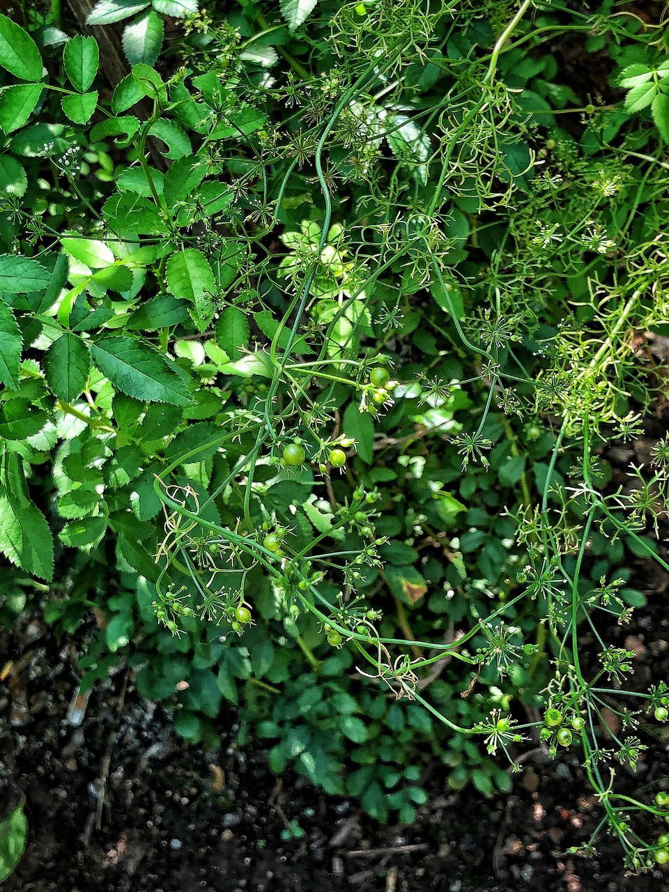 green color, plant, growth, leaf, plant part, food and drink, food, nature, healthy eating, freshness, no people, beauty in nature, day, fruit, land, wellbeing, field, outdoors, close-up, vegetable