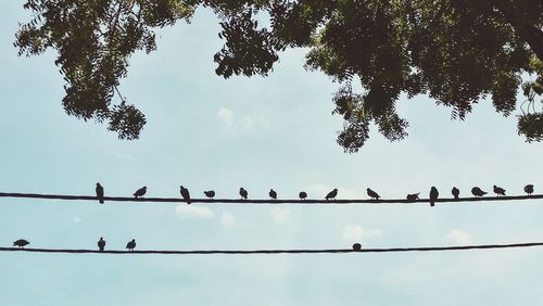 Low angle view of birds flying against sky