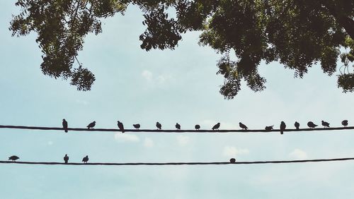 Low angle view of birds flying against sky