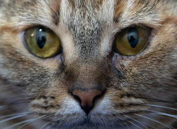 Close-up portrait of a cat