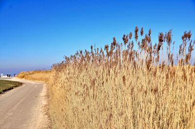 Plants growing on road against clear blue sky