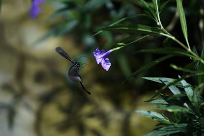 Close-up of purple flowering plant