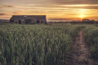 Crops growing on field against sky during sunset