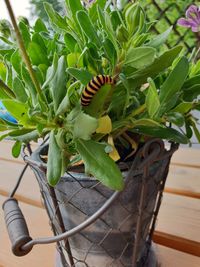 High angle view of potted plant