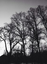 Low angle view of bare trees against sky