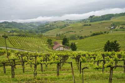 Scenic view of agricultural field against sky