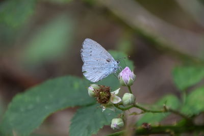 Close-up of butterfly on purple flower