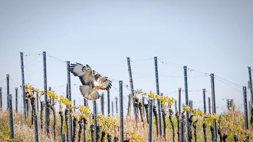 Birds on field against clear sky