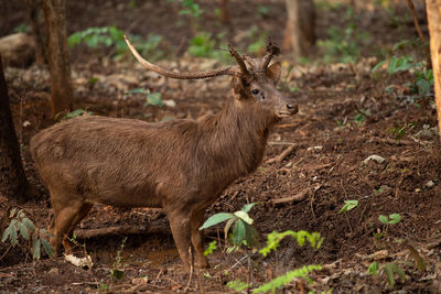 Portrait of deer in a forest