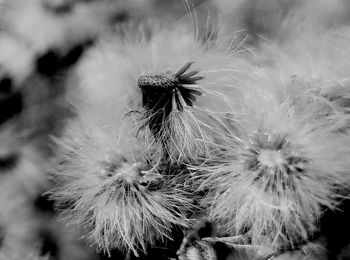 Close-up of wildflowers