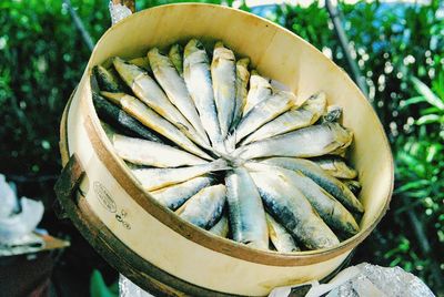 High angle view of fish in container