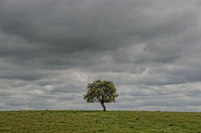 Single tree on field against storm clouds