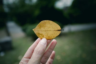 Close-up of hand holding leaf