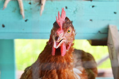 Close-up of rooster