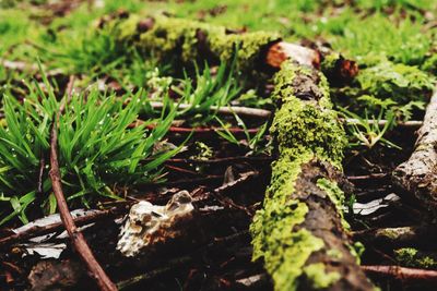 Close-up of moss growing on plant