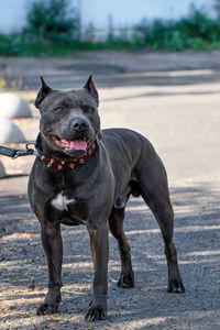 A handsome, robust black staffordshire bull terrier with a studded collar against of a city street. 