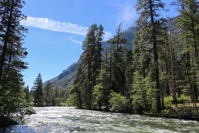 Scenic view of river amidst trees in forest against sky