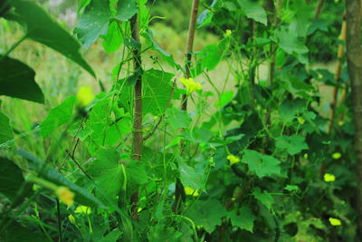 Close-up of green leaves