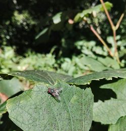 Close-up of dragonfly on leaf