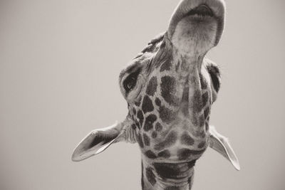 Close-up of elephant