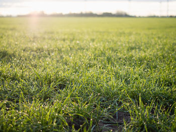 Surface level of grassy field