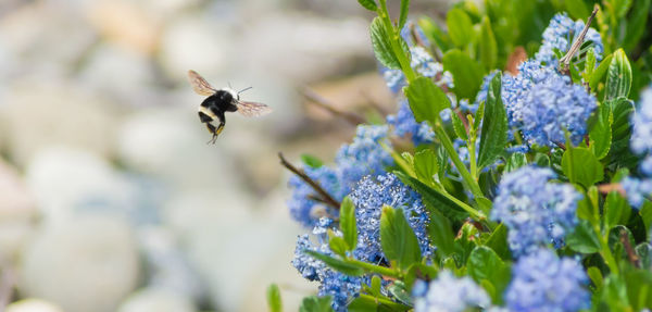 Bee buzzing by purple flowers blooming in park