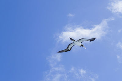 Low angle view of seagulls flying