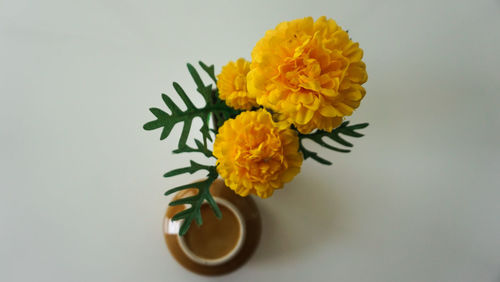 Close-up of yellow flower in vase against white background
